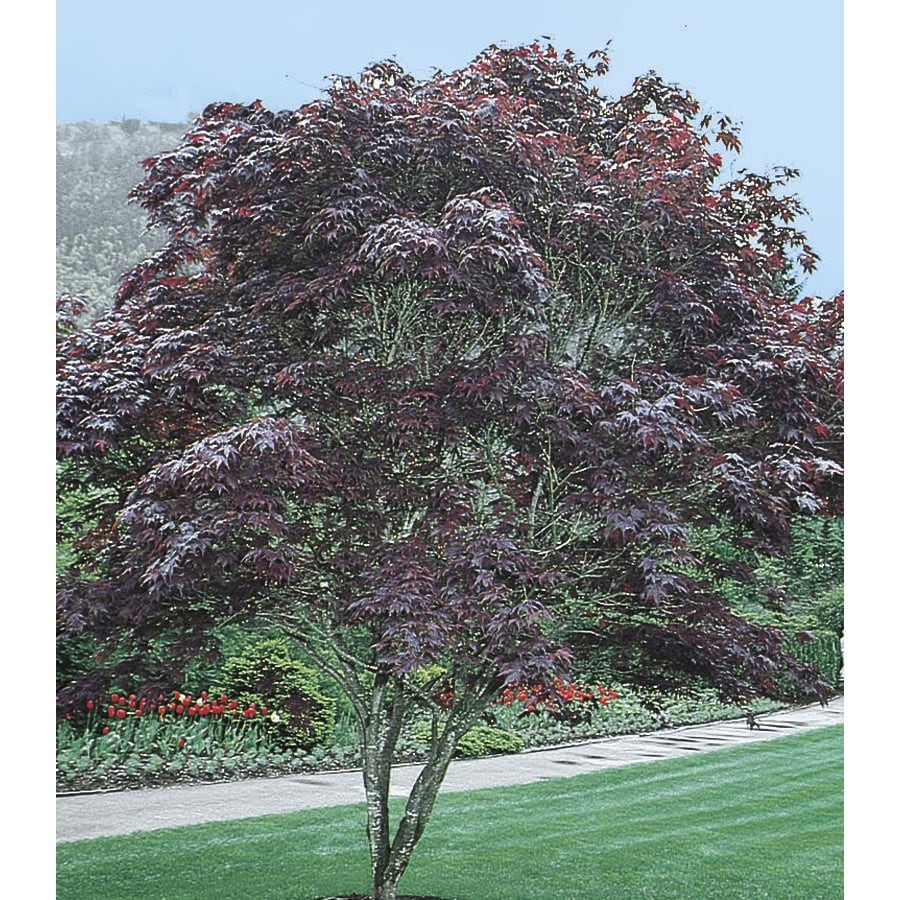 12.07-Gallon Bloodgood Japanese Maple Feature Tree in Pot (With Soil
