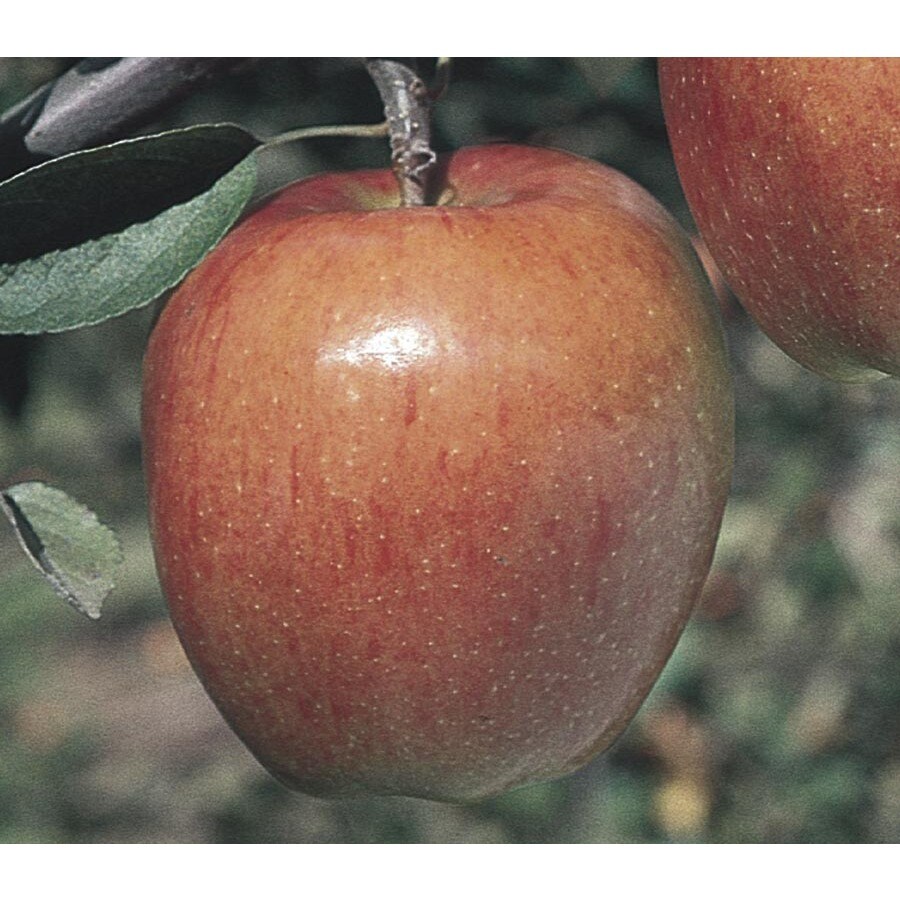 9Gallon Braeburn Apple Tree (L7674) at