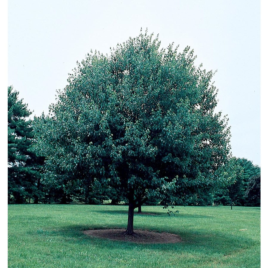 5.98-Gallon Red Sunset Maple Shade Tree (L1129) at Lowes.com