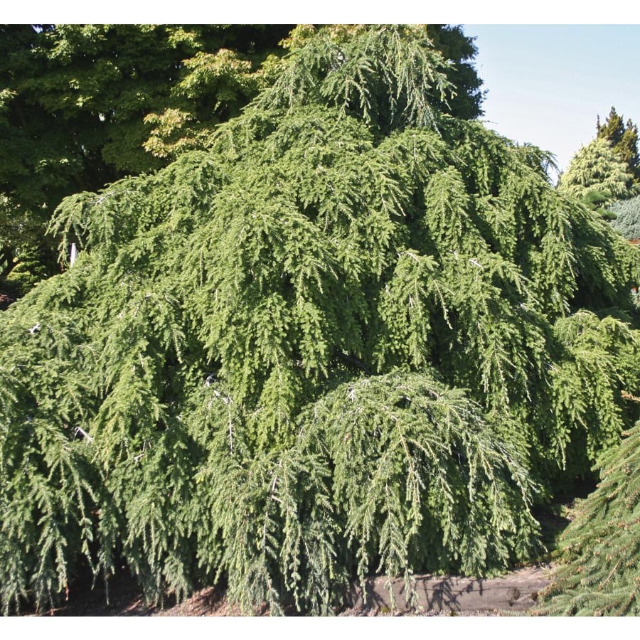 5Gallon Weeping Hemlock Feature Tree (L25890) at