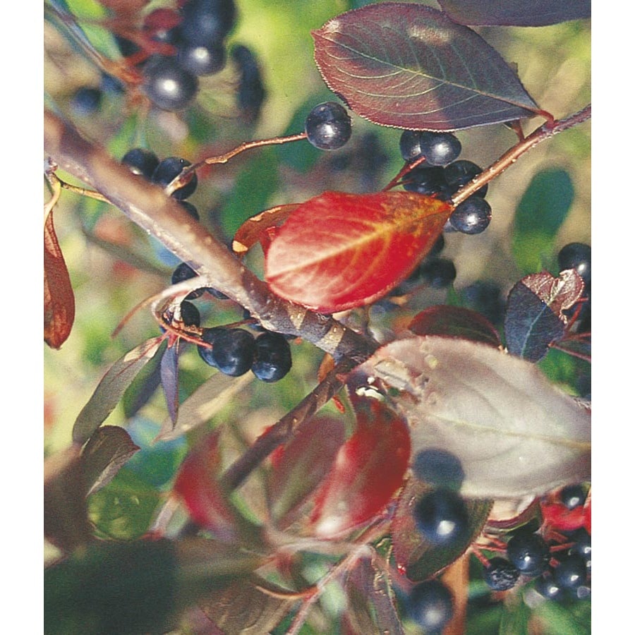  NURSERY 5.5-Gallon White Screening Tree Multi-stem Chokecherry In Pot (With Soil)