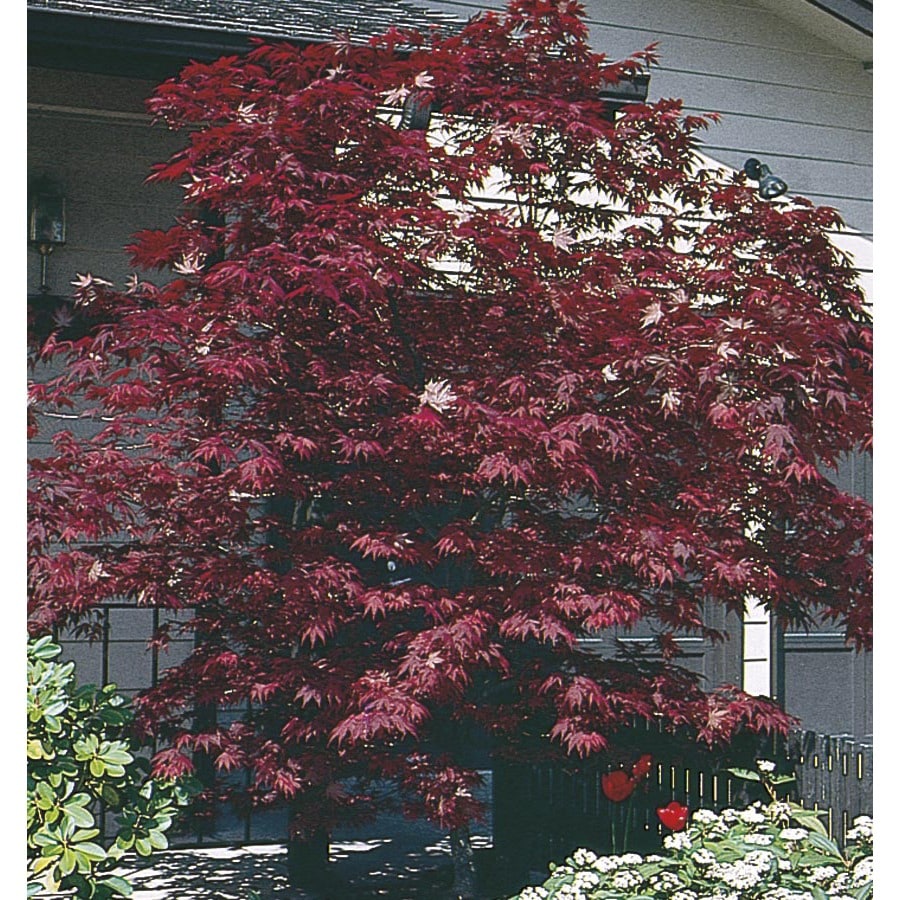 japanese maple tree zone 9 shop 9 55 gallon assorted upright japanese maple feature tree l5413 at lowes japanese maple tree zone 9 shop 9 55 gallon assorted upright japanese maple feature tree l5413 at lowes