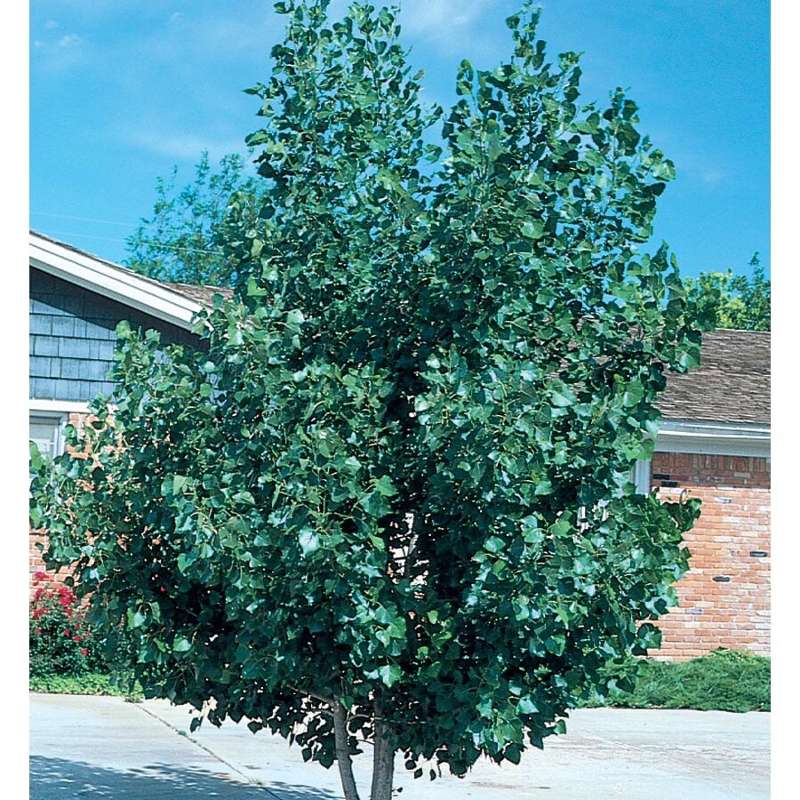 12.07-Gallon Quaking Aspen Clump Shade Tree (L11832) at Lowes.com