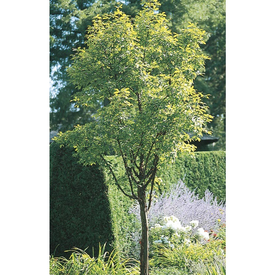 12-07-gallon-paperbark-maple-shade-tree-in-pot-with-soil-l24025-at