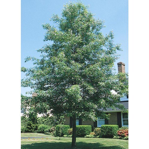 19.78-Gallon Pin Oak Shade Tree in Pot (With Soil) (L1097) at Lowes.com