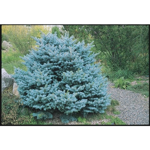 5.5-Gallon Colorado Blue Spruce Globe Feature Tree (L14441) at Lowes.com