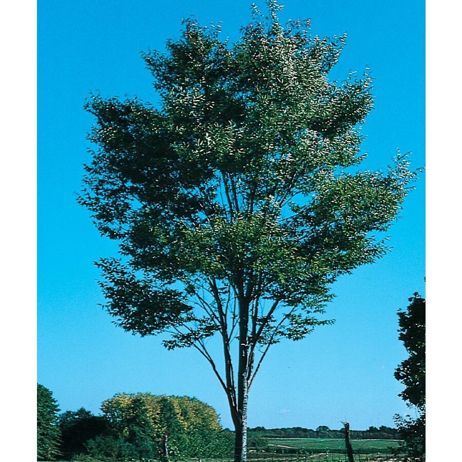 12.07Gallon Green Vase Zelkova Shade Tree (L7836) at