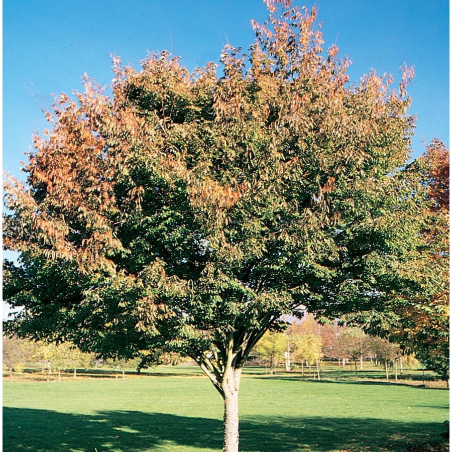 19.78-Gallon Village Green Zelkova Shade Tree (L14486) at Lowes.com