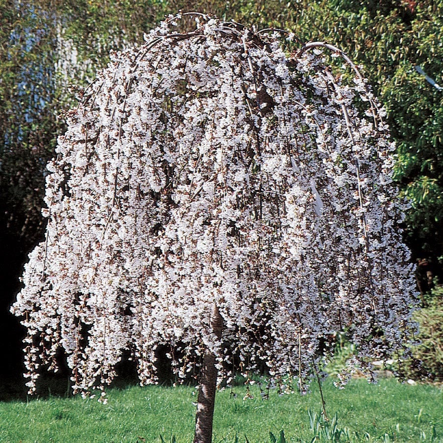 5.98-Gallon Snow Fountain Cherry- Serpentine Feature Tree (L2671) at ...