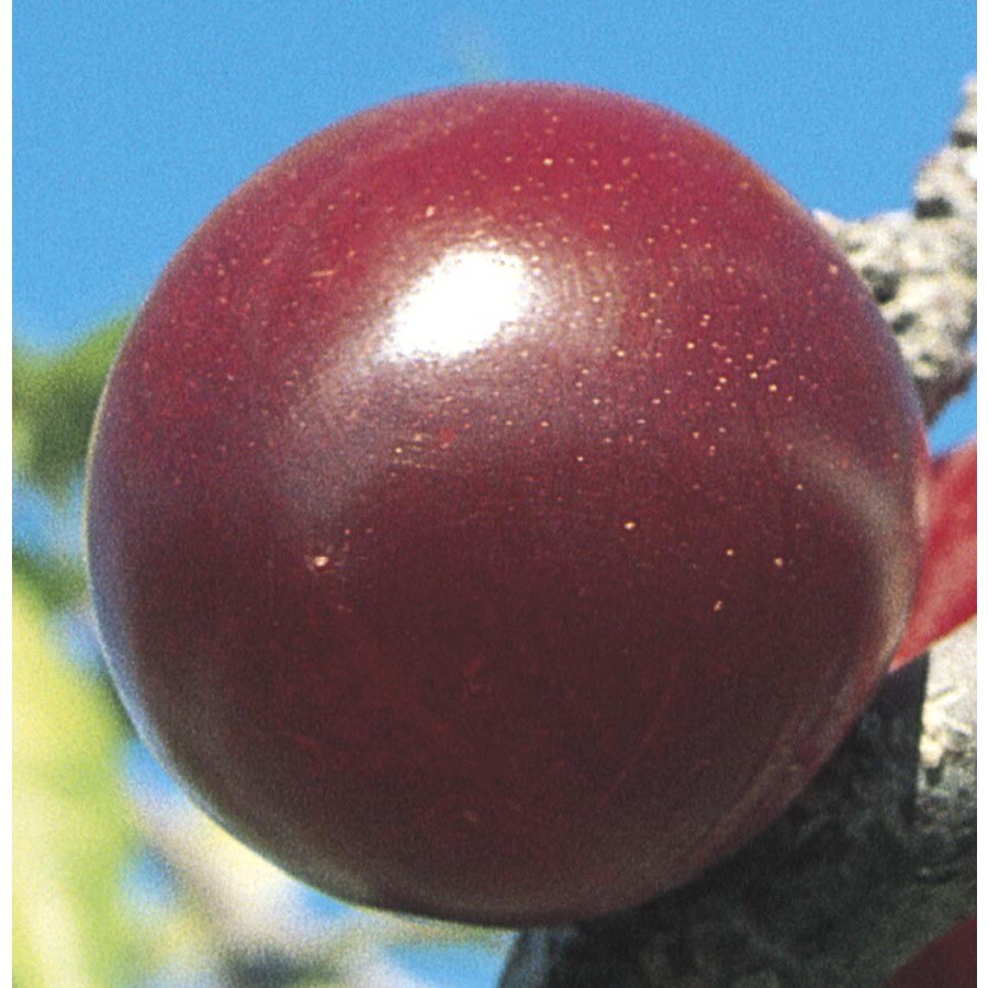 5Gallon Mariposa SemiDwarf Plum Tree (LW01696) at