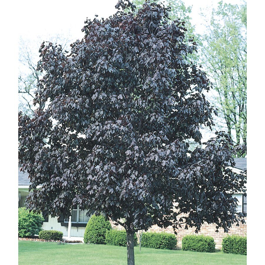 maple tree lowes shop 19 78 gallon royal maple shade tree l1156 at lowes maple tree lowes shop 19 78 gallon royal maple shade tree l1156 at lowes
