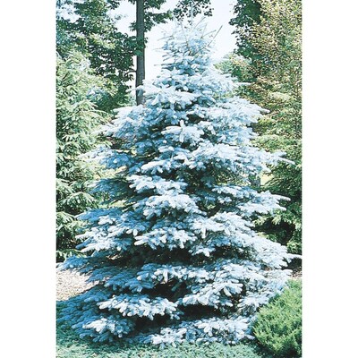 12 07 Gallon Hoopsi Blue Spruce Feature Tree L4101 At Lowes Com