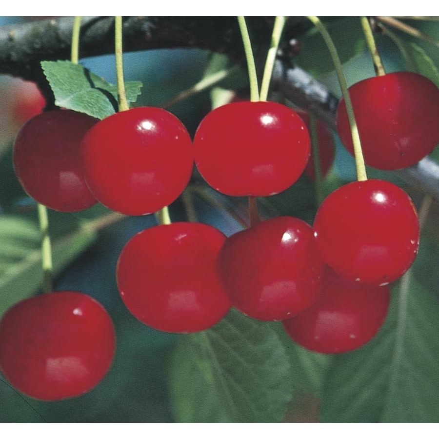 5-Gallon Montmorency Cherry Tree (L1400) at Lowes.com