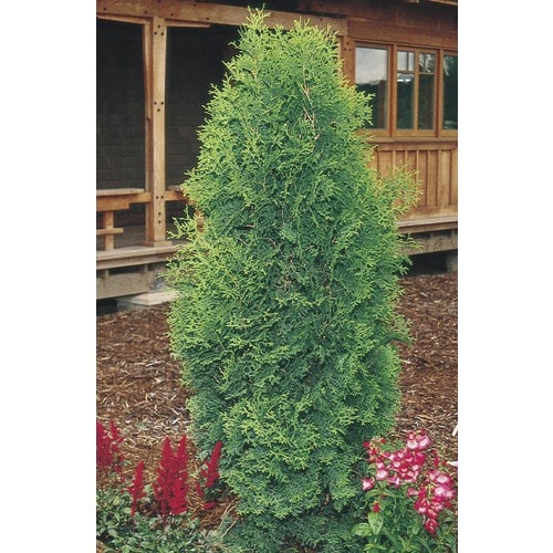 Brandon's Arborvitae Screening Shrub in Pot (With Soil) (L6241) at ...