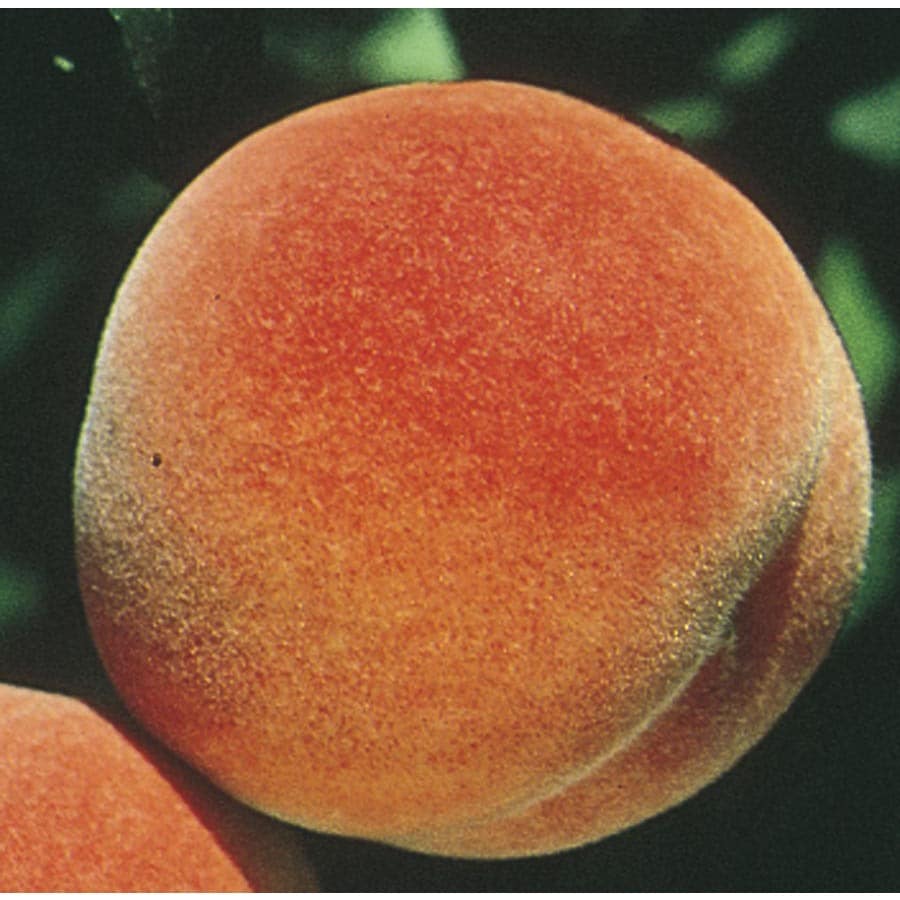 5 Gallon Red Haven Peach Tree L1342 At Lowes