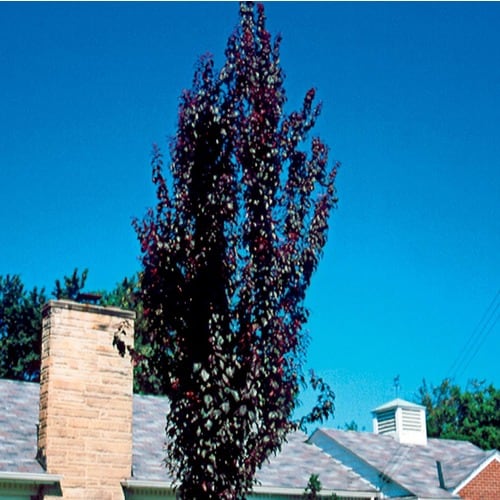 5.98Gallon Crimson Pointe Flowering Plum Flowering Tree (L24031) at