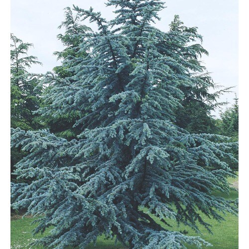 19.78-Gallon Blue Atlas Cedar Feature Tree (L4673) at Lowes.com