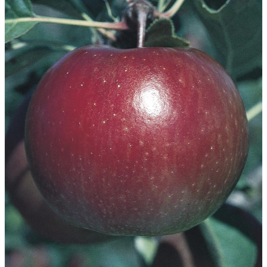 9Gallon Fuji Apple Tree (L10470) at