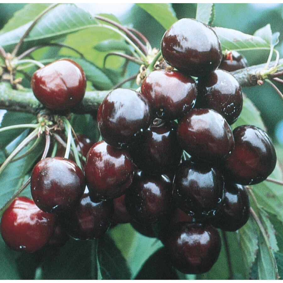 5-Gallon Van Cherry Tree (L6129) at Lowes.com