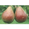 5.98-Gallon Harrow Delight Pear Tree (L24826) at Lowes.com