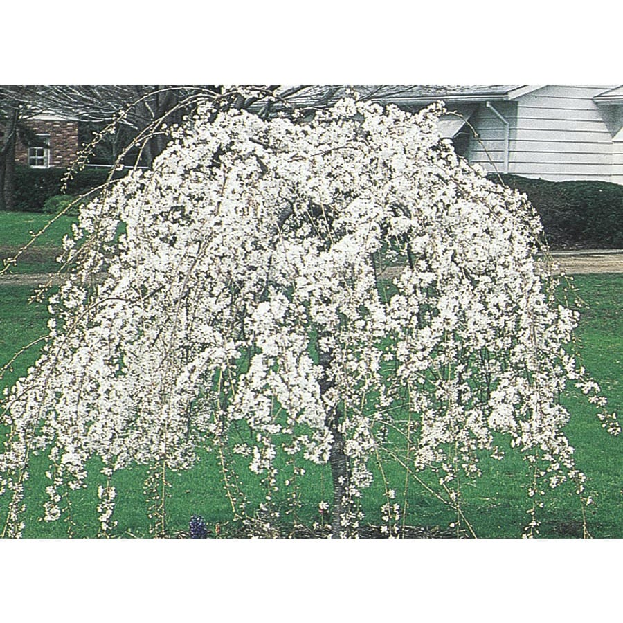 What is the Snow Fountain weeping cherry?