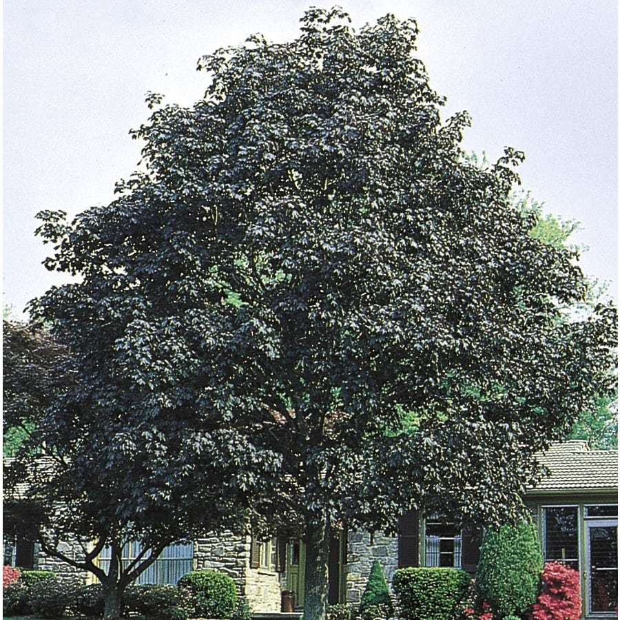maple tree lowes shop 12 07 gallon crimson king maple shade tree l3166 at lowes maple tree lowes shop 12 07 gallon crimson king maple shade tree l3166 at lowes