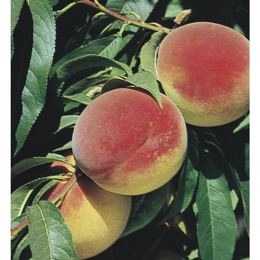 5-Gallon Crest Haven Peach Tree (LFT014) at Lowes.com