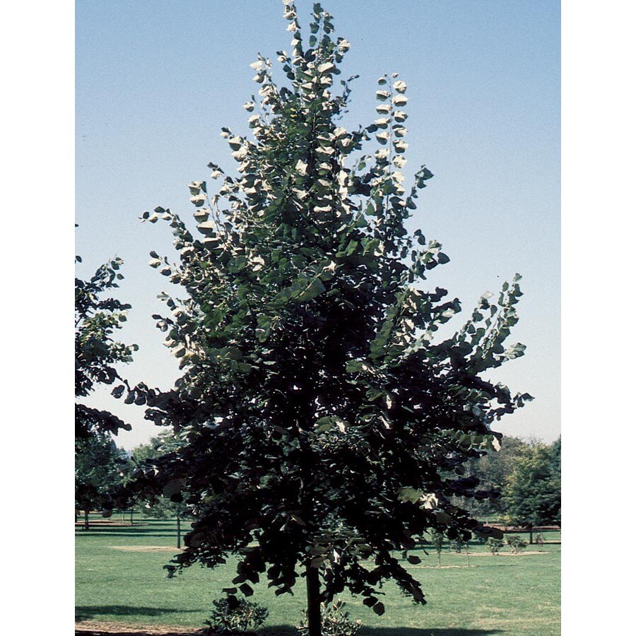 5 98 Gallon Sterling Silver Linden Shade Tree L In The Trees Department At Lowes Com