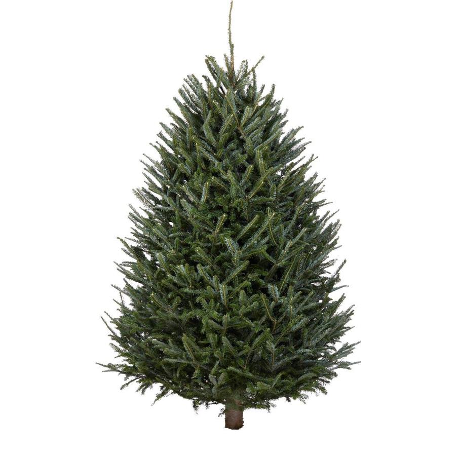 Shop 35 ft Fraser Fir Real Christmas Tree at