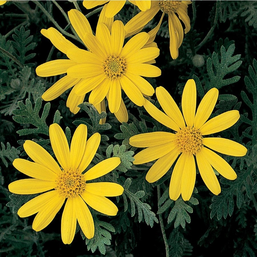 3Gallon Yellow Cape Daisy in Pot (L9401) in the Annuals department at