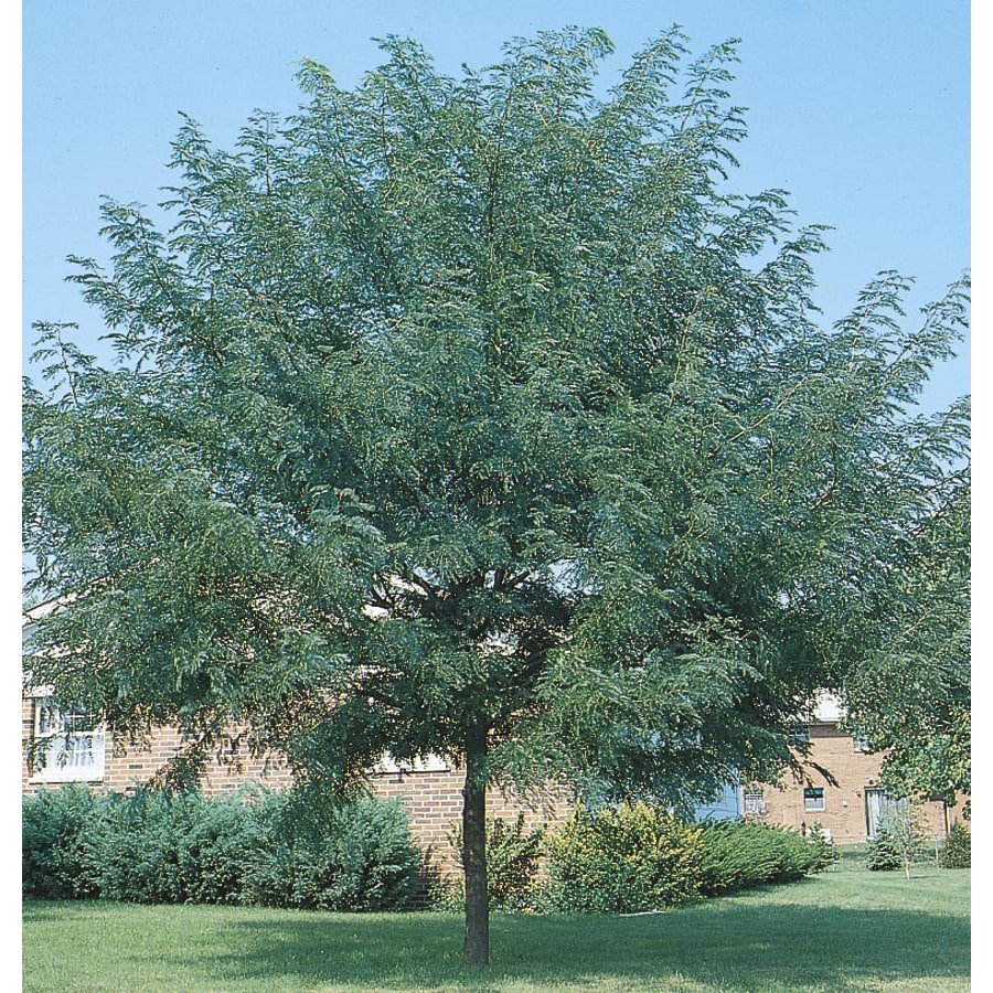 10.25-Gallon Shademaster Honeylocust Shade Tree (L1043)