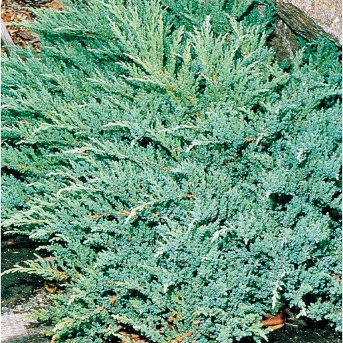 Prince Of Wales Juniper Accent Shrub in Pot (With Soil) (L3263) at ...