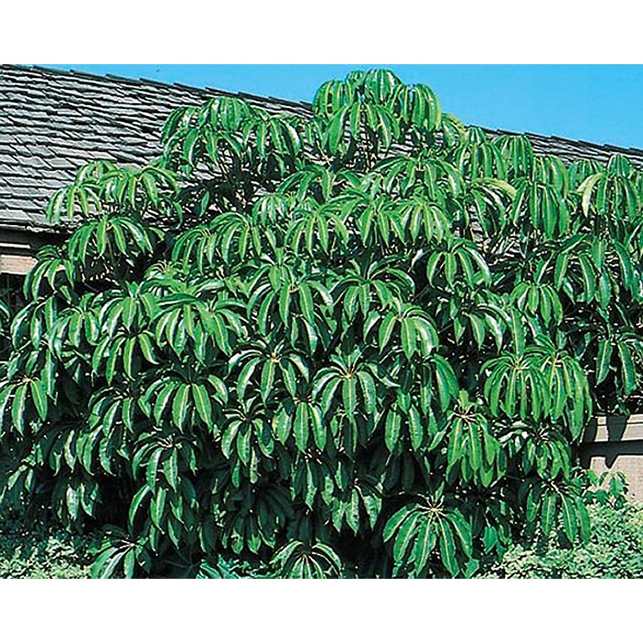  NURSERY 11.10-Gallon Tupidanthus Feature Tree (L5959)