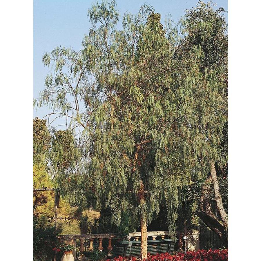 Village Nurseries 28 5 Gallon White California Pepper Shade Village Nurseries 28 5 Gallon White California Pepper Shade Tree In Pot With Soil