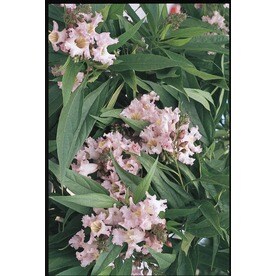 Trees At Lowes Village Nurseries 24 Inch Pink Dawn Chitalpa Flowering Tree In Pot With Soil