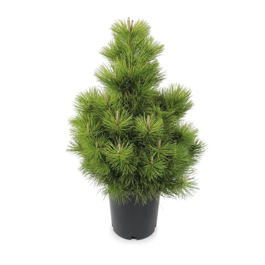 Pine Trees at