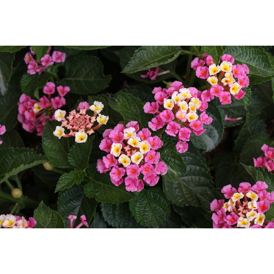 Monrovia 1Gallon Potted Lantana at