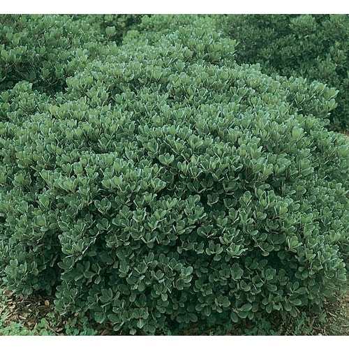 White Dwarf Yedda Indian Hawthorn Flowering Shrub In Pot With Soil   758333602377xl 