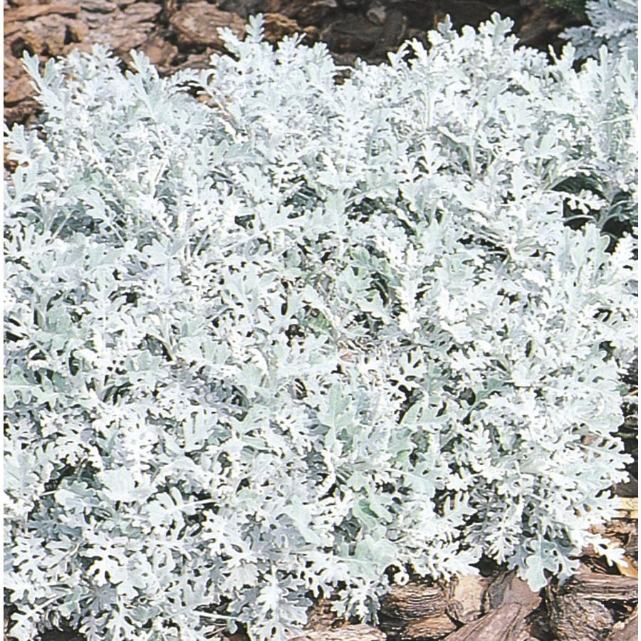 2.84Quart Yellow Dusty Miller in (L3111) at