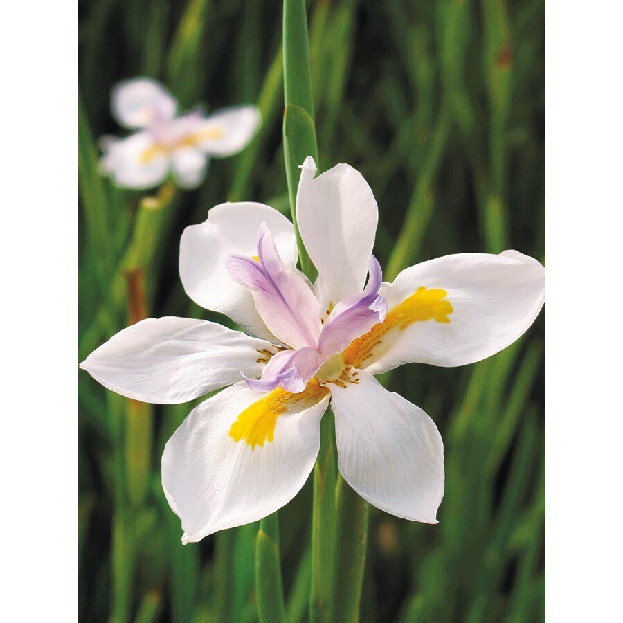 2.84Quart African Iris (L3155) at