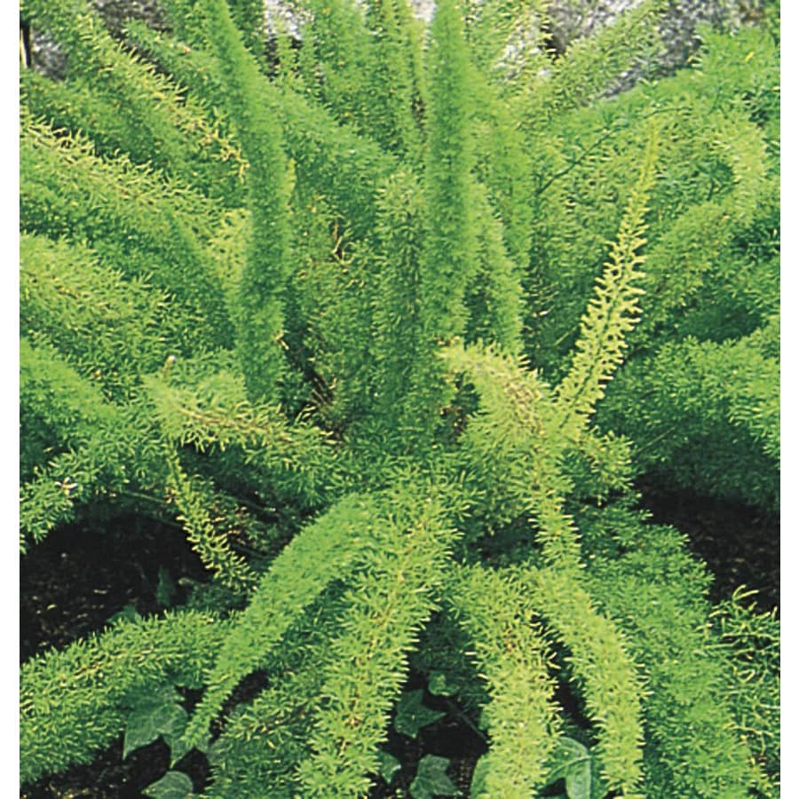 2.84-Quart No Flowers Foxtail Fern (Lw04091) at Lowes.com