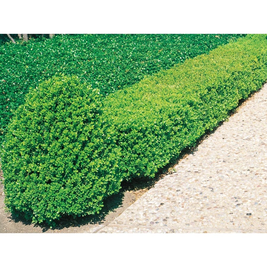 Shop 2.84Quart Wintergreen Boxwood Foundation/Hedge Shrub (L3448) at