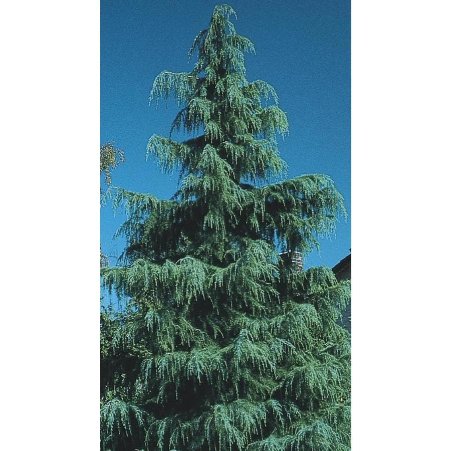 11.1-Gallon Deodar Cedar Feature Tree in Pot (With Soil) (L4674) at ...