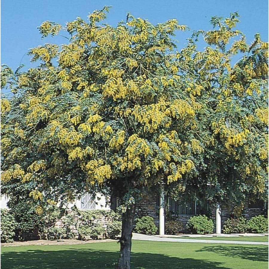 11.1-Gallon Yellow Bailey Acacia Feature Tree in Pot (With Soil ...