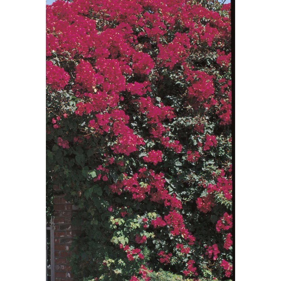 Shop 11.1Gallon Mixed Bougainvillea Trellis Flowering Shrub (L10026