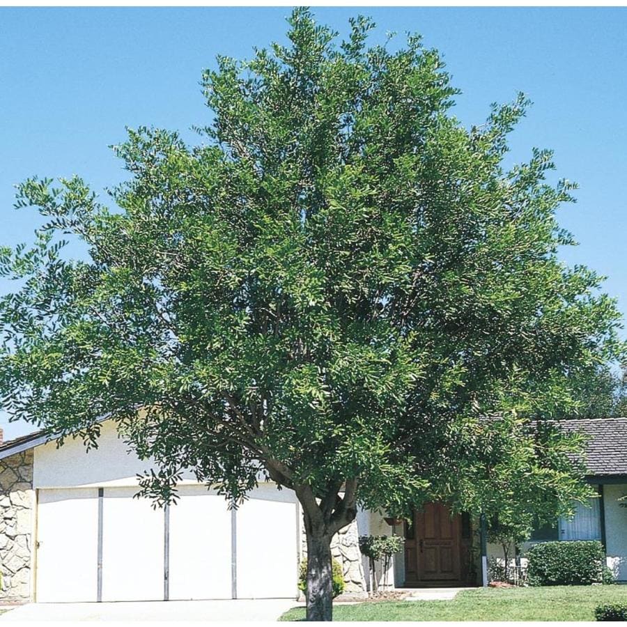 trim a tree lowes 28 images how to prune trees and trim a tree lowes 28 images how to prune trees and