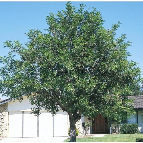 11.1-Gallon White Carrotwood Shade Tree in Pot (With Soil) (L9395) at ...