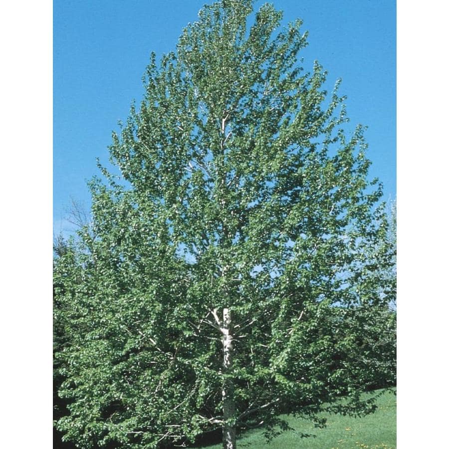 11.1-Gallon Lanceleaf Cottonwood Shade Tree in Pot (With Soil) (L11767 ...