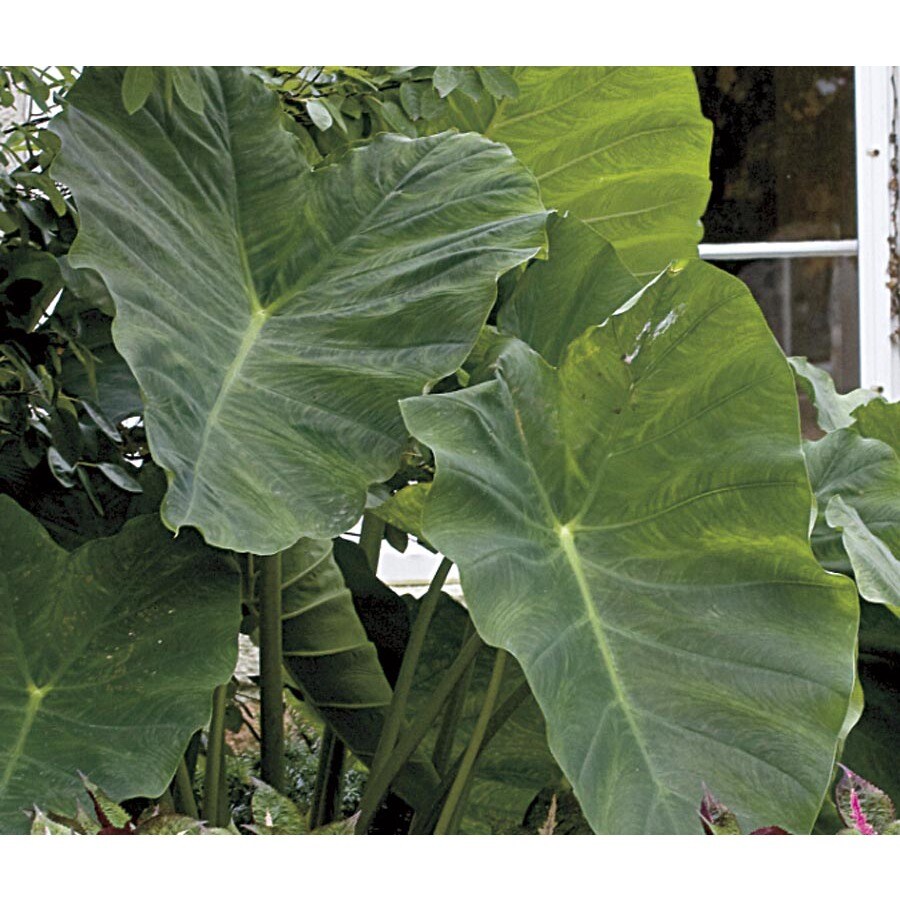 Elephant Ear (L8541) at