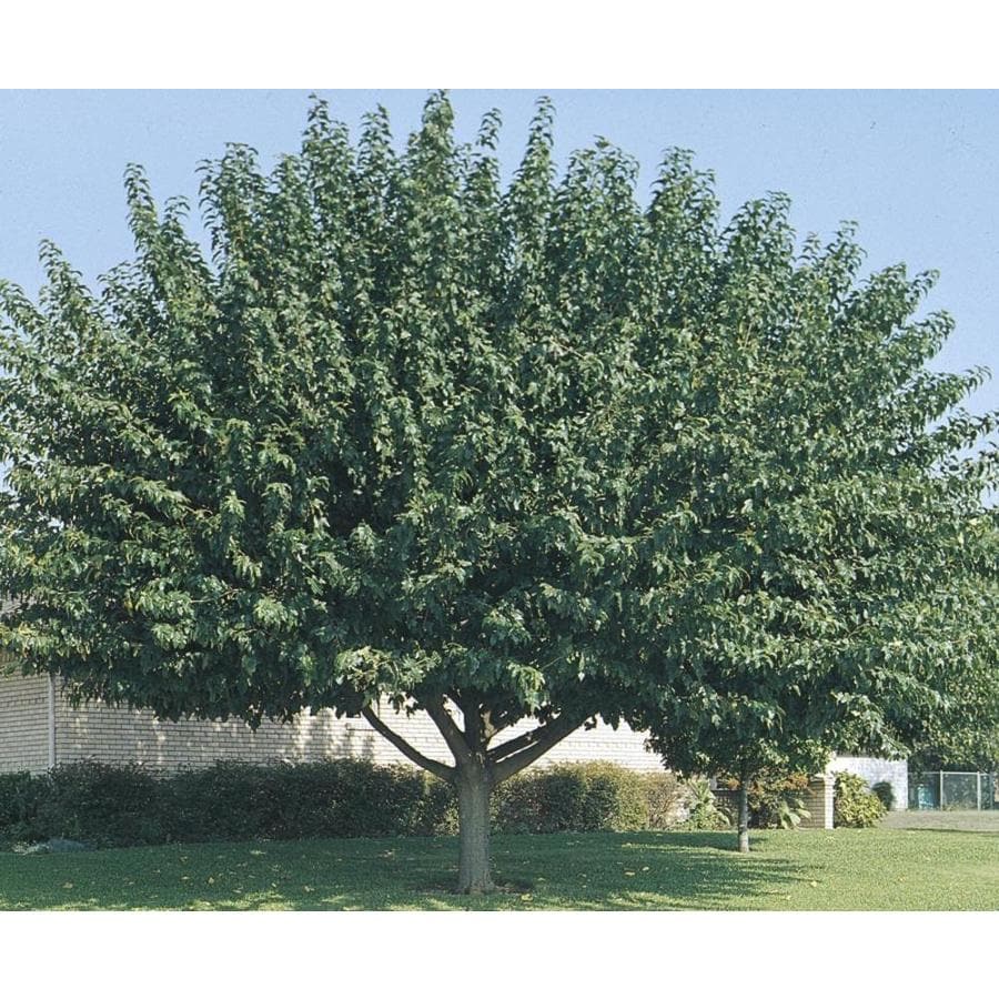 11.1Gallon Fruitless Mulberry Shade Tree in Pot (L3600) in the Trees